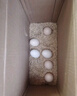 新鲜土鸡蛋农家散养正宗草鸡蛋笨柴鸡蛋 40枚1600g 实拍图