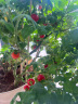 花沃里盆栽小番茄种子约70粒 蔬菜种子红珍珠小西红柿阳台盆栽/庭院种植 晒单实拍图