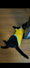 亚禾猫咪衣服秋冬天款加绒保暖防掉毛蓝猫小奶猫布偶小猫猫秋冬季服装 L【建议体重7到11斤】 实拍图