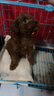 宠六福纯种泰迪幼犬宠物狗狗活体小狗活物灰白黑红色飞耳泰迪小型犬 宠物级 母 实拍图