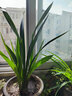 超香兰花 红贵人浓香型盆栽四季好养建兰花卉绿植兰草兰花苗 红贵人1苗 不含盆 实拍图