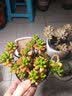 仟尚亿老庄陶瓷花盆高盆法师老桩肉肉创意复古个性室内粗陶多肉植物花盆 磨砂老庄4个 中等 实拍图