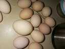 我老家新鲜大鹅蛋 农家自养土鹅蛋 现捡现发 鹅蛋6枚（600g) 实拍图