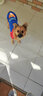 秋冬装狗衣服 小宠物 泰迪狗狗衣服 小型犬 春夏装幼犬衣服 前脚双脚衣服 萌宠服装 小犬外套 猫外套 带帽超人蓝色 XXL适合背长40cm胸围55cm体重13-15斤 实拍图
