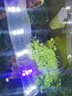 云峰海瑞 鱼缸水草前景莫丝莫斯水草水族箱造景套餐水草活体草缸造景装饰 迷你鹿角苔8*8网片定植 实拍图