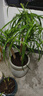 大号特大号高筒陶瓷花盆发财树天堂鸟大口径30以上绿植大花盆 圆柱低腰树纹（大号） 实拍图
