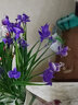 仿真蝴蝶兰花满天星假花塑料花绢花插花舞蹈拍摄客厅装饰花艺 蓝色 实拍图