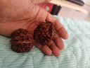 牧思 野生核桃手把件 手盘核桃 一对把玩 球健身老年人物件 按摩球 包浆42-43MM 实拍图