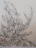 名家画谱系列：百花白描写生集 实拍图