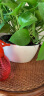 欧林泽 塑料懒人椭圆花盆 自动吸水多肉水培绿萝植物 扁圆形状 简约创意仿陶瓷免浇水加厚环保花器 大号 长18.5*宽11厘米 实拍图
