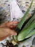 心头肉 库拉索芦荟苗盆栽 多肉植物 室内 盆栽绿植 库拉索【3年苗】 实拍图