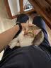 【空运 次日达】44l猫腹传针剂油剂干性湿性腹水腹膜炎可口服片剂 新款加强【10送2】20mg 6ml*12支 实拍图