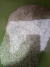 petshy破碎矿石猫砂 混合豆腐膨润土猫沙结团吸水2.5公斤*4包 实拍图
