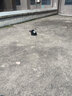 牵引绳猫咪小型犬狗兔绳狗链防挣脱背心式溜猫绳子猫链 蓝色【小熊兔兔】 S码【推荐2-5斤】 实拍图