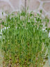 芽苗菜盘保温款带盖无土栽培豆芽菜育苗盘客厅阳台桌面纸上种菜香椿芽冬季室内种植蔬菜套餐 保温盘(带盖)四套+种子 实拍图