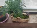 叹为观止文竹盆栽桌面小绿植办公室内盆景植物桌面观赏 文竹+原木色仿木盆（装饰随机） 实拍图