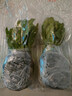 洁妍蟹爪兰绿植吊兰盆栽花卉 嫁接仙人掌蟹爪莲观花 绿植盆带土发货 红色蟹爪兰一盆 实拍图
