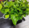 通用浓缩型植物营养液绿色复活液体肥料有机花肥复合肥多肉花卉 买2 送1【到手3瓶】 实拍图