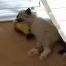 宠华仕 猫玩具逗猫棒猫咪玩具套装自动旋转蝴蝶 黄鱼小号20CM单个装 实拍图