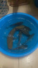 达亿瓦（DAIWA） DAIWA达亿瓦一击 台钓钓竿并继鲫鱼竿手杆碳素硬 轻 高碳进口 E-18（并继鲫竿） 实拍图