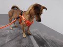 喵先生 宠物狗狗衣服小型犬泰迪衣服冬季狗衣服小狗幼犬衣服四脚棉 红色格子四脚裤L码 建议8-11斤内 实拍图