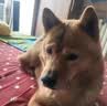 睿福祥土狗家狗通用型幼犬成犬冻干10斤装柯基泰迪金毛边牧中小型犬粮 营养四拼粮10斤【经济实惠装】 0lb 实拍图