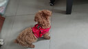 SLPC狗狗胸背带牵引绳小型犬泰迪背心式遛狗绳反光透气小狗背带狗绳子 红色 S（适合3-6斤） 实拍图
