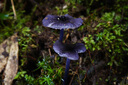 老蛙（LAOWA） 老蛙100mm F2.8 2倍放大全画幅百微超微距镜头 昆虫花卉人像 黑色【标配】 索尼FE口 实拍图