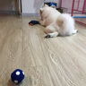 hoopet狗狗玩具球磨牙耐咬发声玩具弹力球泰迪比熊金毛小型犬大型犬用品 小号乳胶排球(蓝） 实拍图