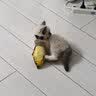宠华仕 猫玩具逗猫棒猫咪玩具套装自动旋转蝴蝶 黄鱼小号20CM单个装 实拍图