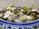 致荟树漳州水仙花种球水培花卉冬季水养福建特产年宵花 水仙球8个 含盆 实拍图