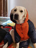 楚克奇（CHUKCHI）大狗衣服冬装加厚棉衣四腿大型犬连帽宠物服装金毛边境德牧萨摩 橙色 32#背70cm胸90-95cm颈54cm 实拍图