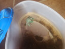 易萌 黄金巴西龟活物炫彩龟小乌龟活体宠物龟半水龟招财龟草龟 7-9厘米两只 实拍图