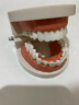 东之天地 仿真牙齿模具儿童早教刷牙模型口腔教学解剖练习教刷牙假牙模型 牙齿模型1个 实拍图