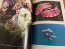 海洋中的爱与性亚马逊好书深海情色趣味科普科普读物生物世界玛拉·J.哈尔特美国亚马逊2016年度好书变性的鱼浪漫的虾怪癖乌贼 实拍图