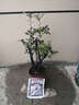 小叶紫檀盆景树桩盆景绿植物室内四季常青盆栽黑骨茶树苗名贵老桩 大号30-35cm高4~6棵【红色育苗盆】 栽好发货 实拍图