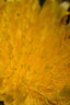 老蛙（LAOWA）老蛙100mm F2.8 2倍放大全画幅微距镜头 百微花卉昆虫口腔牙科人像E口 官方标配【含赠品】 尼康Z卡口 实拍图