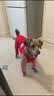 DADAGOU泰迪狗狗衣服贵宾春秋冬季装薄款宠物狗小型犬四脚腿衣比熊打底衫 滑板小子【红色】 XXL【体重12-18/胸围52/背长40】 实拍图