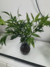 水培新宠驱蚊竹柏水养植物室内客厅卧室桌面绿植盆栽花卉四季常青 灰钻石瓶+10棵竹柏 默认1 实拍图