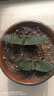 轩林美 一元 植物盆栽 阳台室内盆栽肉肉植物老桩 办公室创意绿植花卉 子静（3-6cm) 实拍图