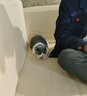 狼孩儿猫粮幼猫成猫英短美短布偶折耳天然猫食室内流浪猫全阶段 20斤(海洋鱼10kg装) 实拍图