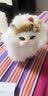 元氣小猴 仿真动物模型小猫咪儿童动物毛绒玩具会叫的猫玩偶仿真猫咪公仔圣诞节 真毛黄耳-礼盒礼袋+灯+发卡+铃铛 实拍图