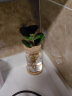 九千谷 水培植物粉黛 绿植盆栽万年青吊兰花卉盆景 含玻璃瓶竹托8150 实拍图