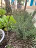 枣树活苗当年结果地栽枣子树苗南方北方种植枣树嫁接苗特大青枣苗 冬枣4年嫁接苗(当年结果) 实拍图