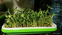 朵咔园艺水培蔬菜豆芽菜发芽盆芽苗菜育苗托盘无土栽培设备豆苗种植芽菜 【基础款】6加密盘+6包种+纸+壶 实拍图