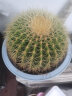 金虎狂刺仙人球盆栽植物绿植金虎超盆栽大盆栽办公室仙人掌 直径25厘米左右 含盆塑料 实拍图
