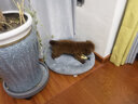 憨憨宠猫窝狗窝四季通用宠物猫狗垫子宠物窝宠物狗狗猫咪用品猫床睡袋 灰色XL号+头枕+小黄鱼 实拍图