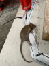 闪电 电子捕鼠器高压智能调压家用灭鼠器大功率电猫驱鼠器扑鼠器 黑色 实拍图