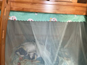 富俪姿下铺蚊帐双层单人子母床学生宿舍防尘顶老旧式免安装 小兔-绿 配1.5m床【顶宽120高140长190 实拍图