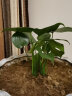 文之小龟背竹盆栽 室内客厅办公室大型植物盆景 观叶绿植花卉苗 20厘米左右高 不含盆 实拍图